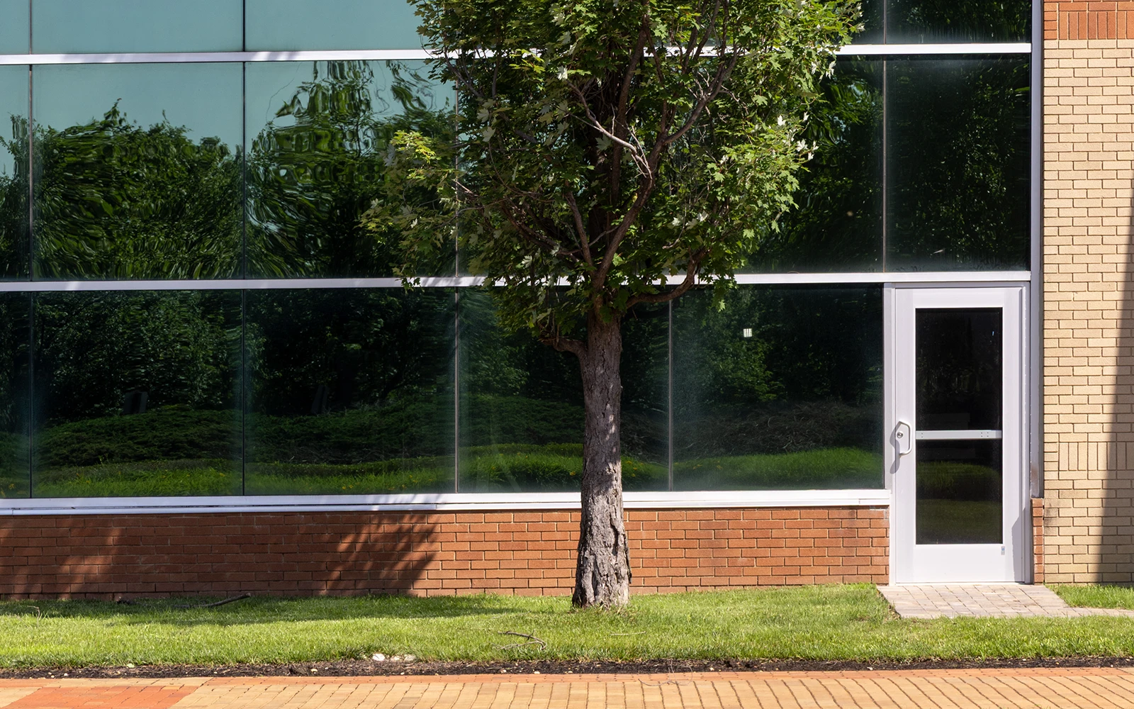 Corporate office building with glass windows reflecting the greenery