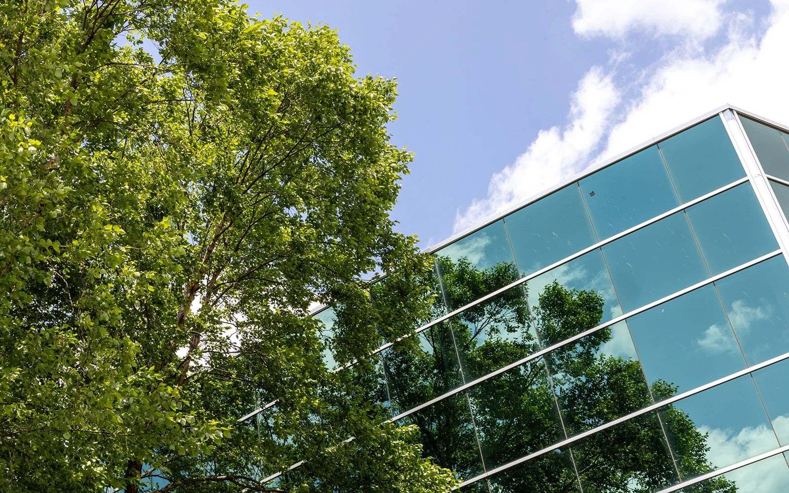 Modern office facade with reflective glass windows mature trees and blue sky backdrop